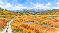 ロープウェイで標高1,900mへ｜栂池自然園の湿原を歩く旅